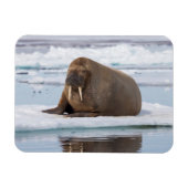 Walrus rust op ijs, Noorwegen Magneet (Horizontaal)
