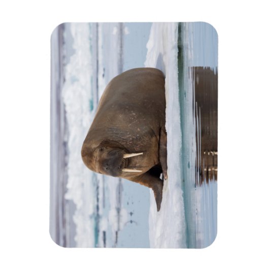 Walrus rust op ijs, Noorwegen Magneet (Verticaal)