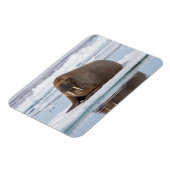 Walrus rust op ijs, Noorwegen Magneet (Linkerzijde)