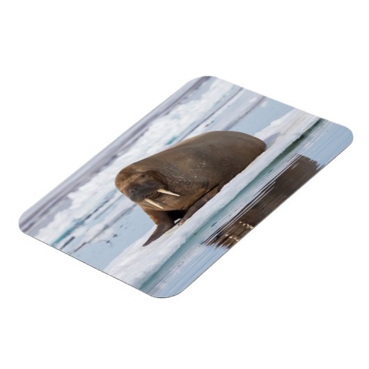 Walrus rust op ijs, Noorwegen Magneet (Linkerzijde)