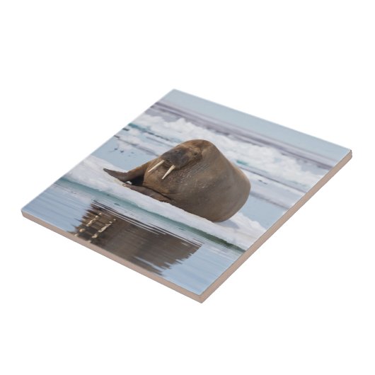 Walrus rust op ijs, Noorwegen Tegeltje (Zijkant)