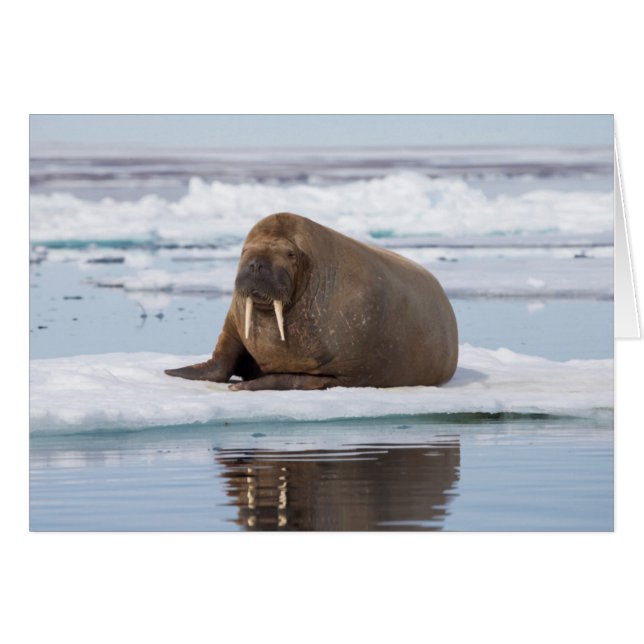 Walrus rustend op ijs, Noorwegen (Voorkant Horizontaal)