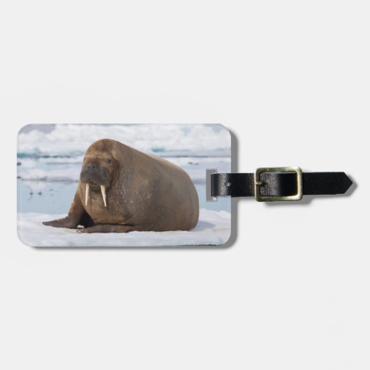 Walrus rustend op ijs, Noorwegen Bagagelabel (Voorkant horizontaal)