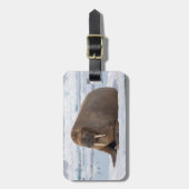 Walrus rustend op ijs, Noorwegen Bagagelabel (Voorkant verticaal)