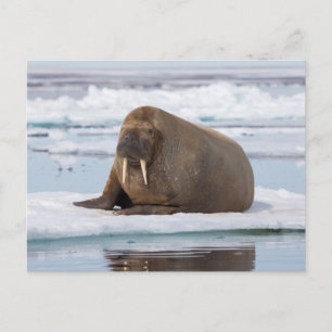 Walrus rustend op ijs, Noorwegen Briefkaart