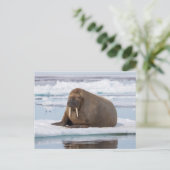 Walrus rustend op ijs, Noorwegen Briefkaart (Staand voorkant)