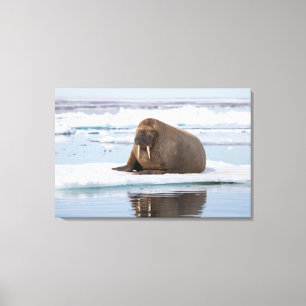 Walrus rustend op ijs, Noorwegen Canvas Afdruk