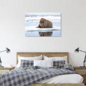 Walrus rustend op ijs, Noorwegen Canvas Afdruk (Insitu (Slaapkamer))