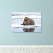Walrus rustend op ijs, Noorwegen Canvas Afdruk (Insitu (Houten vloer))