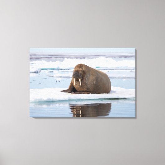 Walrus rustend op ijs, Noorwegen Canvas Afdruk (Voorkant)