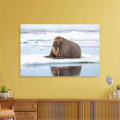 Walrus rustend op ijs, Noorwegen Canvas Afdruk (Insitu (Woonkamer))