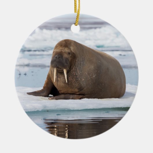 Walrus rustend op ijs, Noorwegen Keramisch Ornament (Voorkant)