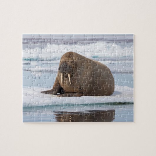 Walrus rustend op ijs, Noorwegen Legpuzzel (Horizontaal)