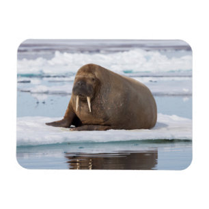 Walrus rustend op ijs, Noorwegen Magneet