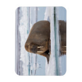Walrus rustend op ijs, Noorwegen Magneet (Verticaal)
