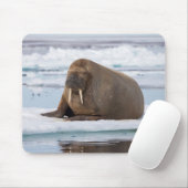 Walrus rustend op ijs, Noorwegen Muismat (Met muis)