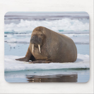 Walrus rustend op ijs, Noorwegen Muismat
