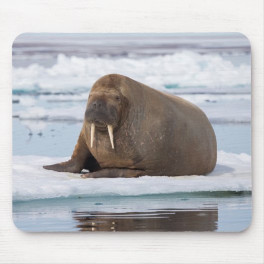 Walrus rustend op ijs, Noorwegen Muismat (Voorkant)