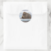 Walrus rustend op ijs, Noorwegen Ronde Sticker (Tas)