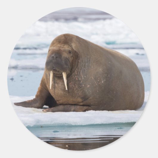 Walrus rustend op ijs, Noorwegen Ronde Sticker (Voorkant)