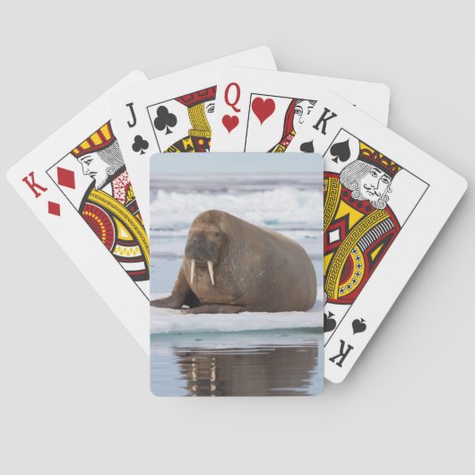 Walrus rustend op ijs, Noorwegen Speelkaarten (Achterkant)