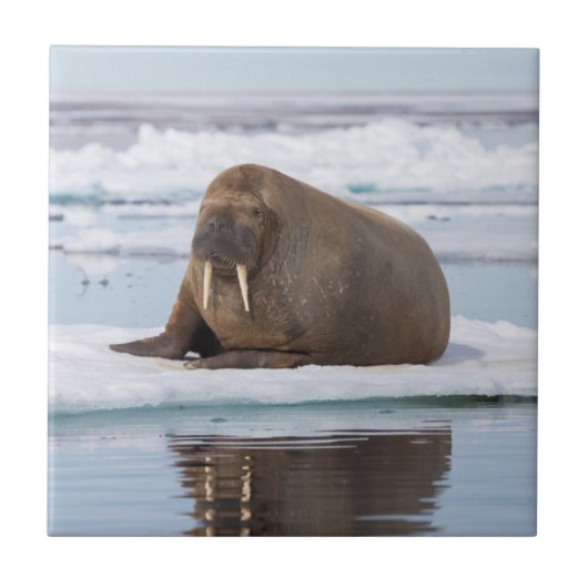 Walrus rustend op ijs, Noorwegen Tegeltje (Voorkant)