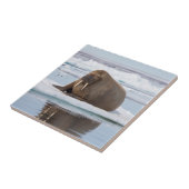 Walrus rustend op ijs, Noorwegen Tegeltje (Zijkant)