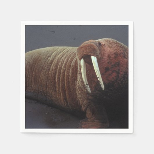 Walrus Servetten (Voorkant)