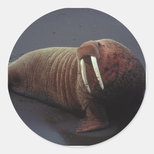 Walrus Stickers (Voorkant)