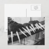 Walrus Tusks: 1931 Briefkaart (Voorkant / Achterkant)