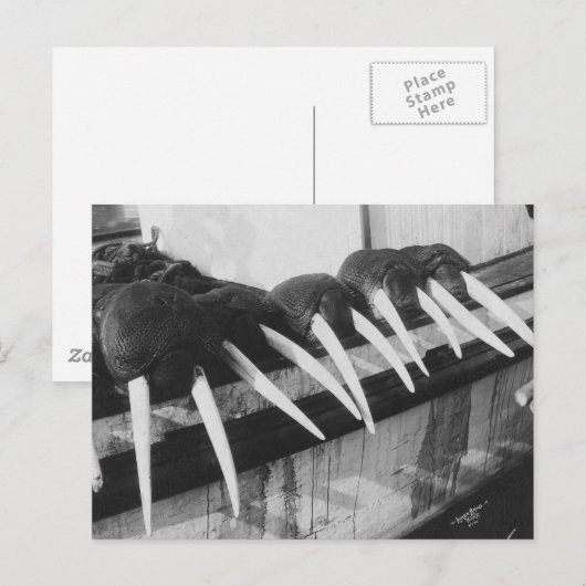 Walrus Tusks: 1931 Briefkaart (Voorkant / Achterkant)