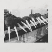Walrus Tusks: 1931 Briefkaart (Voorkant)