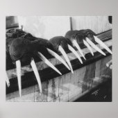 Walrus Tusks: 1931 Poster (Voorkant)