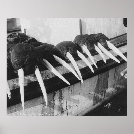 Walrus Tusks: 1931 Poster (Voorkant)