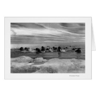 Walrus tussen Ice Floes in Bering Zee