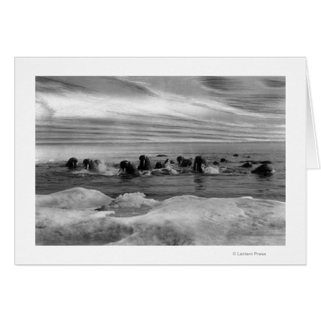Walrus tussen Ice Floes in Bering Zee (Voorkant Horizontaal)