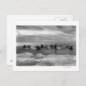 Walrus tussen Ice Floes in Bering Zee Briefkaart (Voorkant / Achterkant)