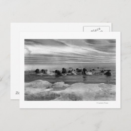 Walrus tussen Ice Floes in Bering Zee Briefkaart (Voorkant / Achterkant)