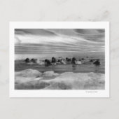 Walrus tussen Ice Floes in Bering Zee Briefkaart (Voorkant)