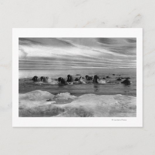 Walrus tussen Ice Floes in Bering Zee Briefkaart (Voorkant)