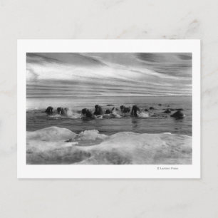 Walrus tussen Ice Floes in Bering Zee Briefkaart