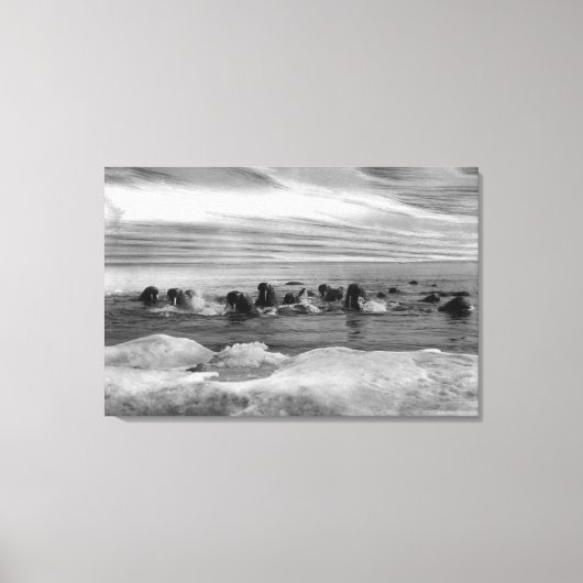 Walrus tussen Ice Floes in Bering Zee Canvas Afdruk (Voorkant)