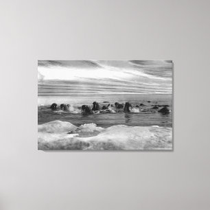 Walrus tussen Ice Floes in Bering Zee Canvas Afdruk