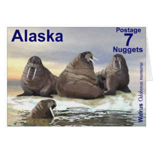 Walrus - Vier Broers