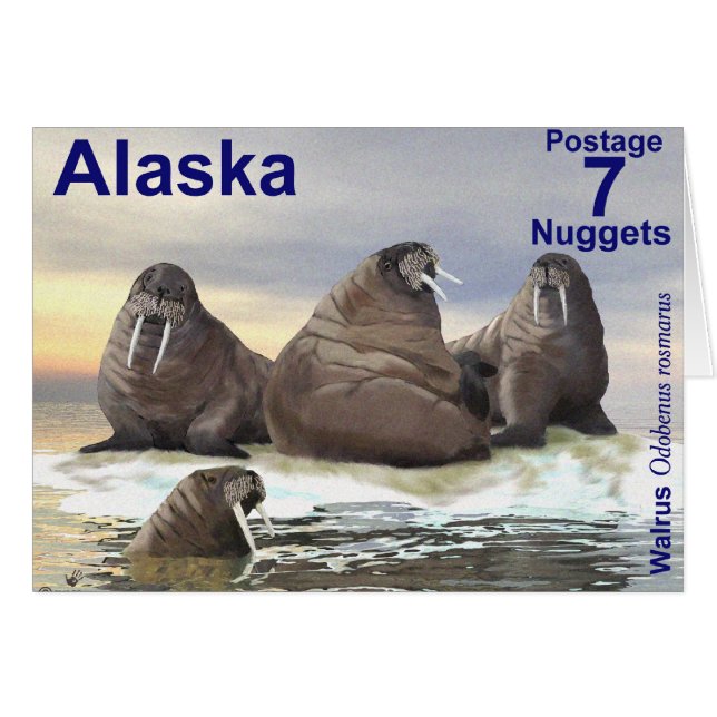 Walrus - Vier Broers (Voorkant Horizontaal)