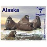 Walrus - Vier Broers - Alaska Postage Fotobeeldje Magneet<br><div class="desc">Vier walrus, Wilson, Winston, Winthrop en Wilbur in het water, afgebeeld op een postzegel van een onafhankelijke Alaska. De walrus (Odobenus rosmarus) is in zijn assortiment omringend, maar vindt plaats in geografisch gescheiden gebieden. De walrus is de enige levende soort in de familie Odobenidae en het Odobenus genus, verdeeld in...</div>