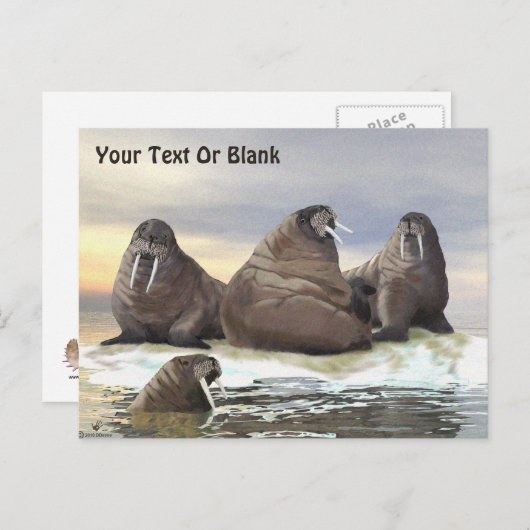 Walrus - Vier Broers Briefkaart (Voorkant / Achterkant)