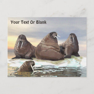Walrus - Vier Broers Briefkaart