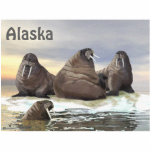 Walrus - Vier Broers Fotobeeldje Magneet<br><div class="desc">Drie broer walrussen, Wilson, Winston, Winthrop, rusten op een ijsje, met de vierde broer Wilbur in het water. Er verschijnt ook een tekst met de tekst "Alaska". De walrus (Odobenus rosmarus) is in zijn assortiment omringend, maar vindt plaats in geografisch gescheiden gebieden. De walrus is de enige levende soort in...</div>