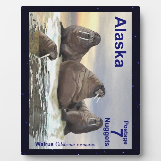 Walrus - Vier Broers Fotoplaat (Voorkant)